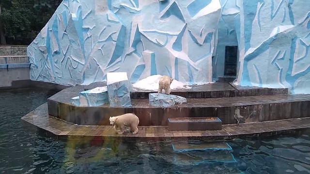 Белые медведи в Новосибирском зоопарке смотреть онлайн