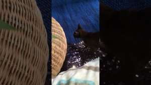 Поведение кошечки и котика после вязки