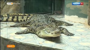 Что ест на обед крокодил?