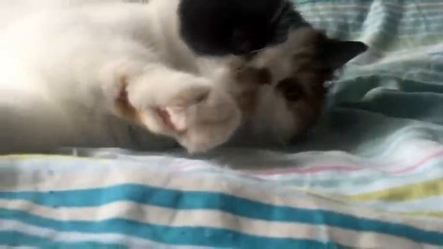 Смешная кошка позирует перед камерой смотреть онлайн