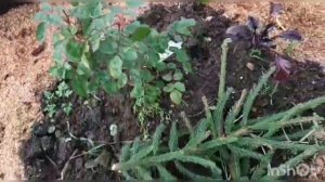 Когда укрывать розы осенью? Осенние работы с кустами роз.
