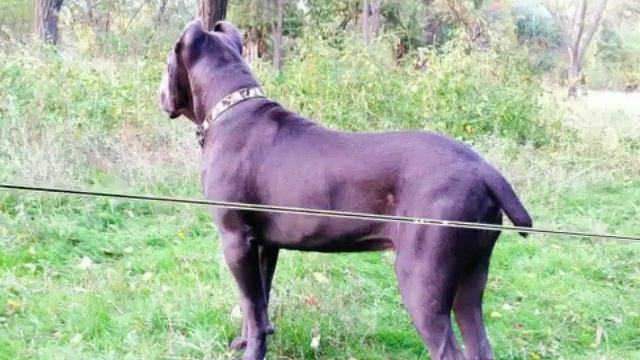 Питомник кане-корсо🐕