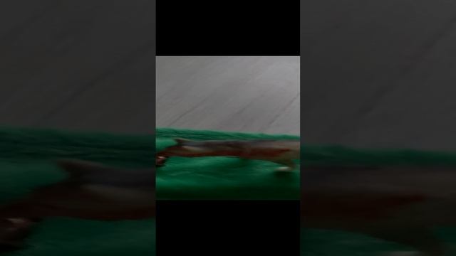 "Дикие псы". 8 серия "Соперник пса Вольта". смотреть онлайн