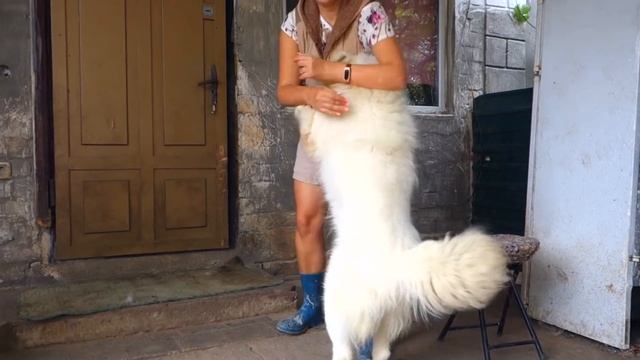 Питомник Самоедов " Белое королевство". Kennel Samoyed "White Kingdom" смотреть онлайн