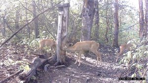 Косули на солонце