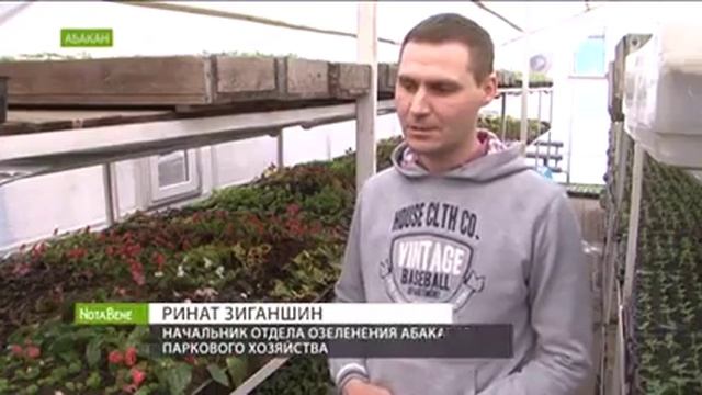 В теплицах Абакана зацвели бегонии и бальзамин для летних клумб смотреть онлайн