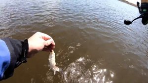 КРУПНЫЙ КАРАСЬ на ПОПЛА ПОППЕР и ВЕДРО ПЛОТВЫ