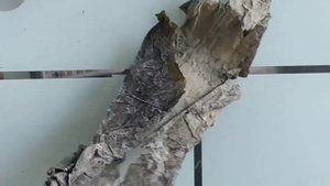 Лучший способ усвоения йода из ламинарии. Укрепим иммунитет против вирусов!?☀️Часть 1