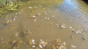 Вело-водный поход по Тайге: Салтымаково-Медвежка-Тайдон 2018. Много хариуса!