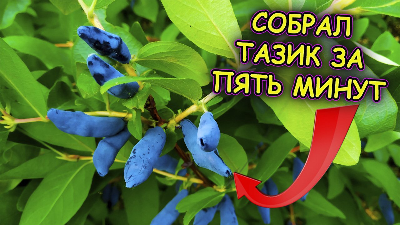 Как быстро собрать жимолость на даче Дед научил. Жимолость уход выращивание и сбор ягод на даче.