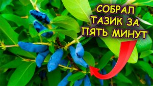 Как быстро собрать жимолость на даче Дед научил. Жимолость уход выращивание и сбор ягод на даче.