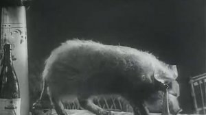 пьяный поросенок