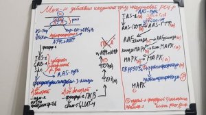 Механизм действия инсулина через инсулиновый рецептор