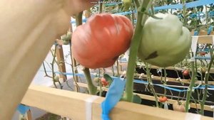 сортовой томат ГОЛИАФ обзор