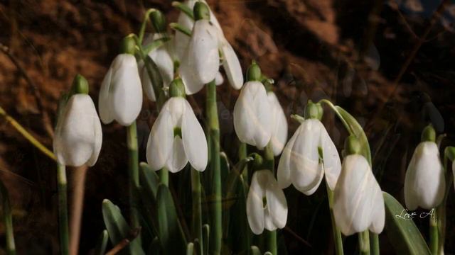 ♥ BACH and SNOWDROPS for EVA ♥ смотреть онлайн