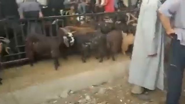 Tajikistan Vahdat Sity мол бозори  Шахри Вахдат 22 06 2023