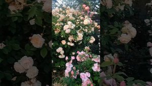 19.06.23 г. Розы в моем саду.Травиата, Поль Бокюз, Францыз Блейз, Принцесса Александра оф Кент.