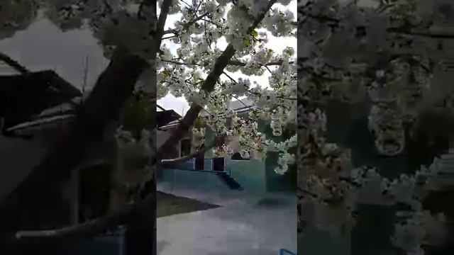 Черешня расцвела,красота смотреть онлайн