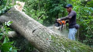 daily work of cutting down trembesi trees - stihl ms 881 chainsaw