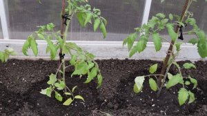 Как часто и как поливать помидоры в теплице