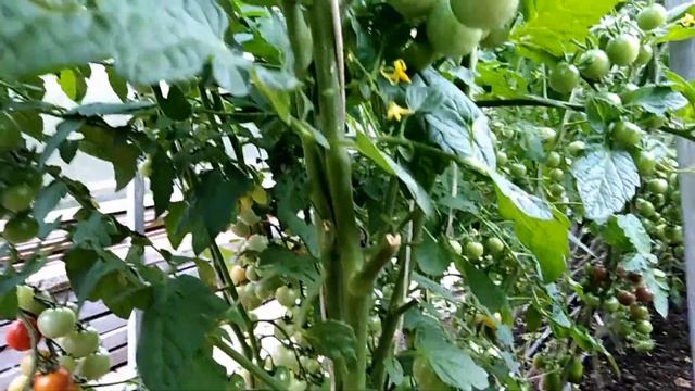 Томаты Черри в открытом грунте смотреть онлайн