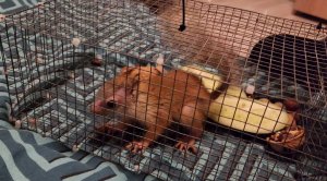 Как мы забирали бельчонка и выпускали из переноски...!!! ?