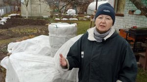 Как же лучше укрывать рододендроны . Rododendron .