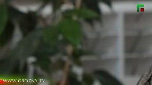 ПОДКАСТ/ НОХЧИЙН МОТТ - ВАЙН ДОЗАЛЛА!