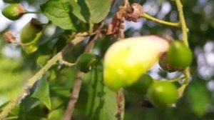 Непонятные стручки на черёмухе.