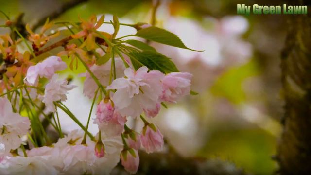 How to Identify Clematis Leaves