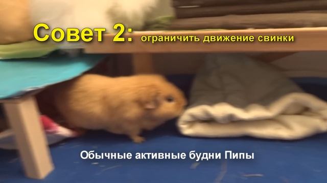 ? Свинка сломала лапку ?!? ?Что с Пипой?!? смотреть онлайн