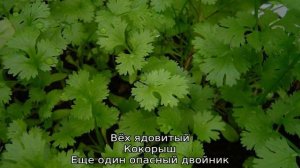 Трава похожая на петрушку — что это