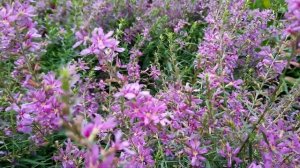Дербенник / Дербенник прутовидный / Lythrum virgatum