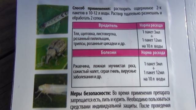 Тля, листовертка и ржавчина на розах. Спасаем розы.