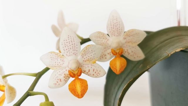 #GVOS2020 - Phalaenopsis Mini Mark смотреть онлайн