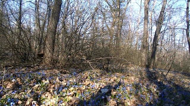 Пролеска сибирская в Воронежской области. смотреть онлайн