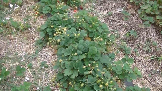 Клубника Крапо 10 в открытом грунте.