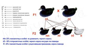 БРОНЗА такого невероятного окраса вы никогда не видели! Генетика мускусных уток часть4