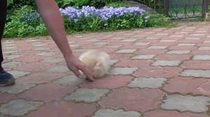 Миниатюрный шпиц в линьке 4 месяца