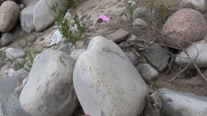 Поиск большого Алмаза возле речки