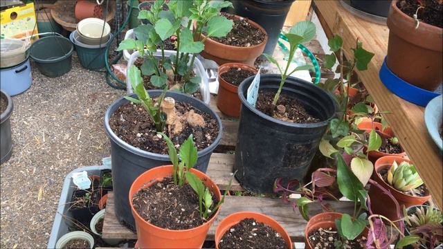 How to take Dahlia Cuttings! (easy way to get more) смотреть онлайн