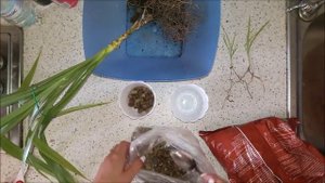 Панданус. Пересадка и отделение деток.