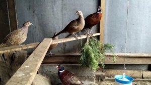 Охотничий фазан кормление и содержание