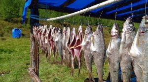 хариус вяленый