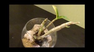 РЕАНИМАЦИЯ орхидеи Дендрофаленопсис: от ПОЧКИ до ЦВЕТЕНИЯ