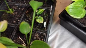 Хоста и гейхера из семян.  2021-2022... какой результат в этом году я получила ...