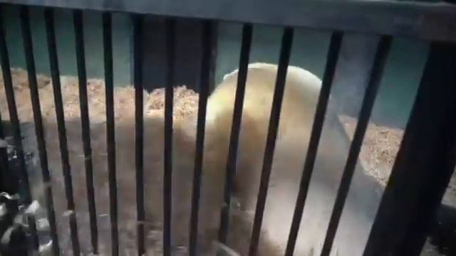 МЕДВЕДЬ ДИКСОН делает себе лежаНки из оПилок🐻🐻BEAR DIXON makes himself a bed from sawdust🐻🐻 смотреть онлайн