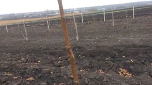 Как уберечь саженцы грецкого ореха и фундука от зайцев