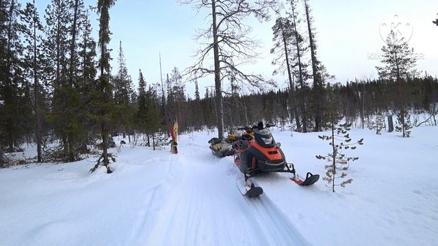 Выезд в тайгу на снегоходах Динго,и Ирбис 150.Красоты северного леса. смотреть онлайн