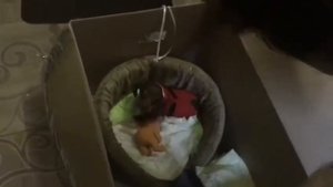 Новый год. Подарили собаку)